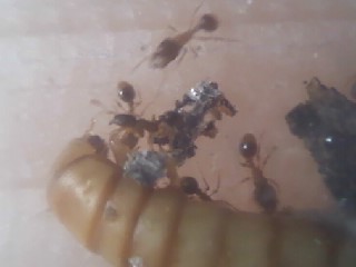 comiendo2