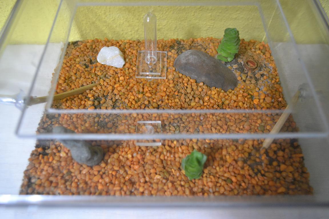 Caja forrajeo2