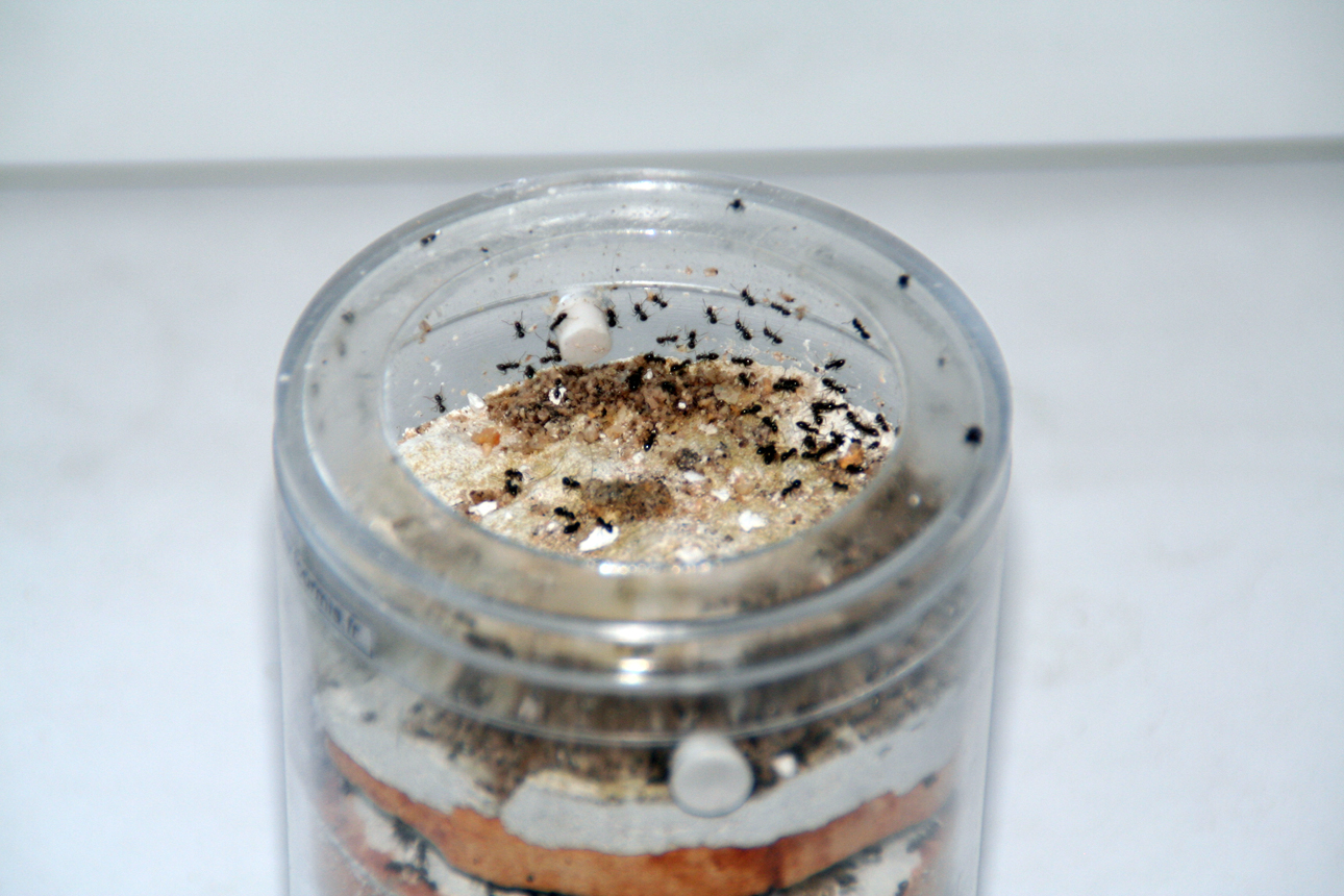 Nuevo hormiguero para Lasius