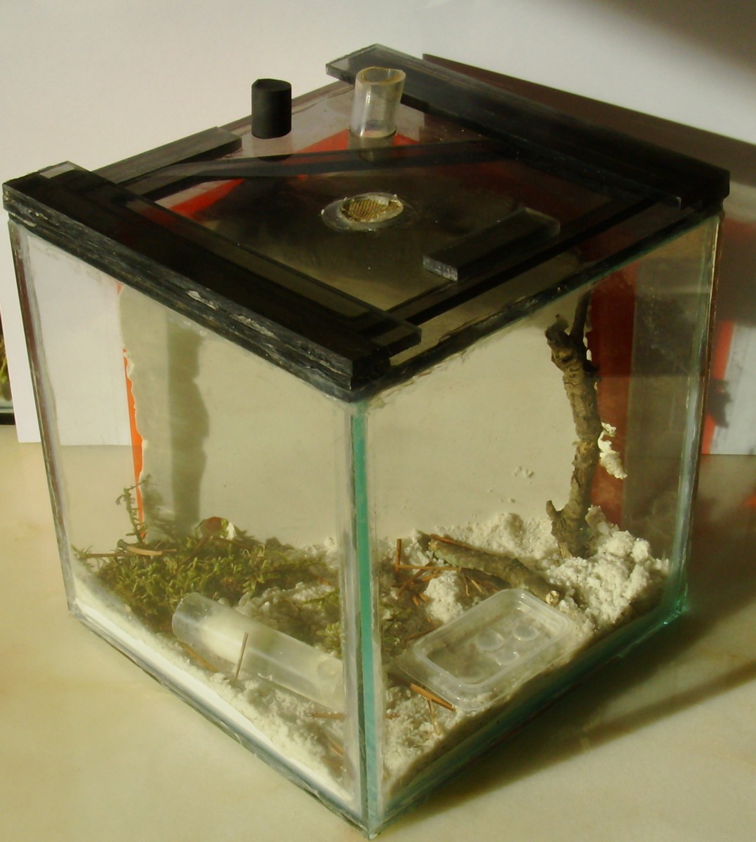 Hormiguero Lasius