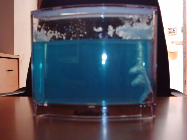 reina messor gel proteico