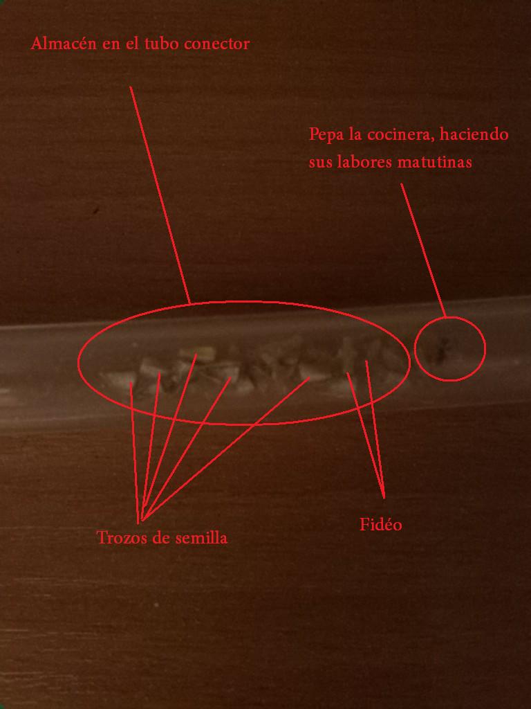 TuboConectorDiarioKappa
