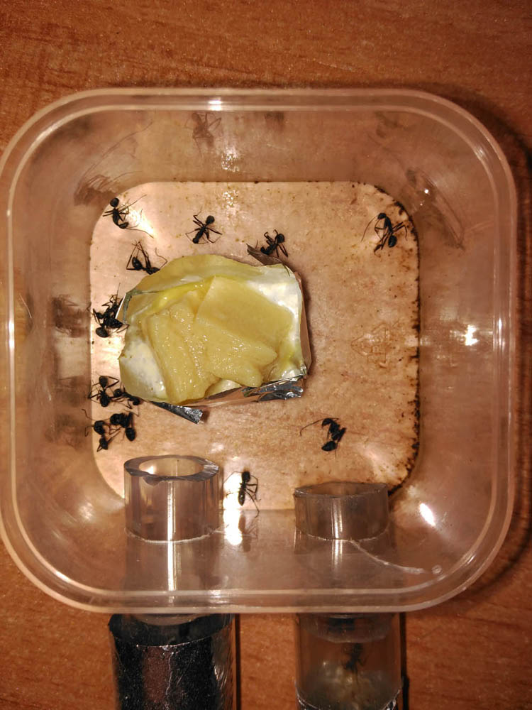 comida hormigas nipagin conservante 3