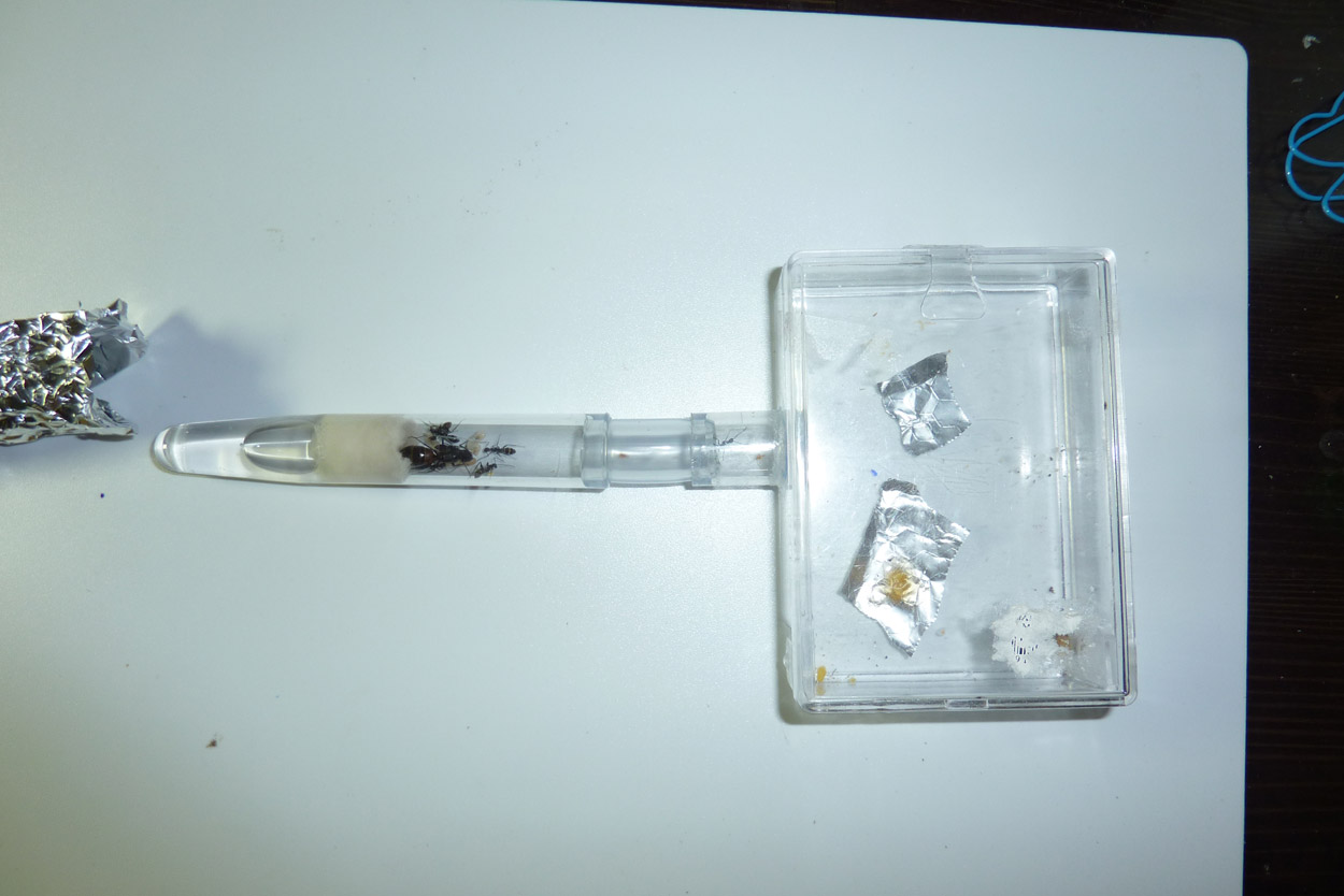 camara forrajeo camponotus mendelius