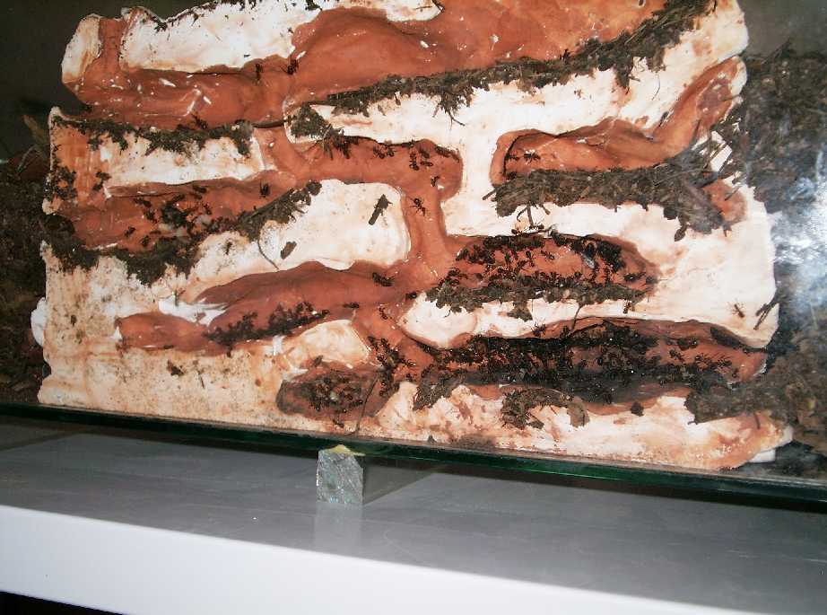 Hormiguero modular Formica polyctena