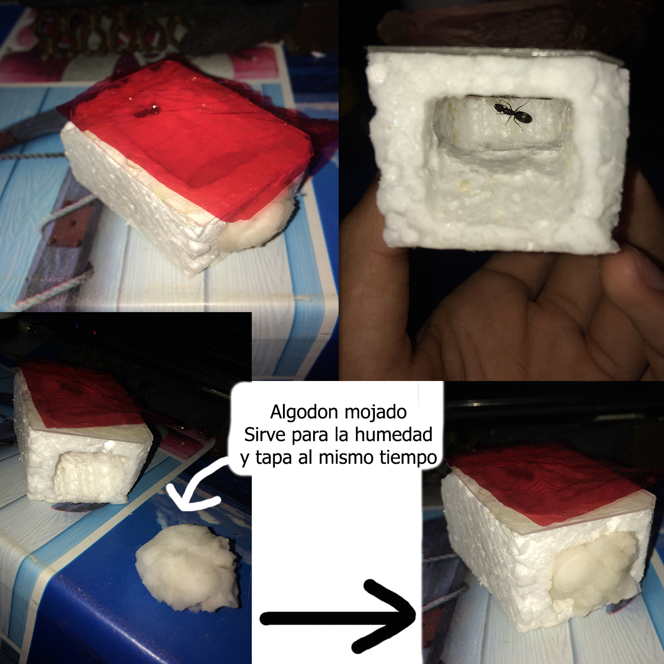 Hormiguero para reina de espuma plast