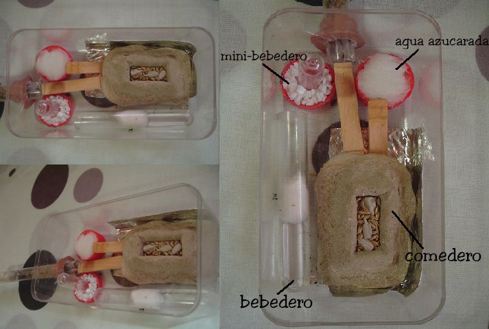 caja de forrajeo (ferrero)