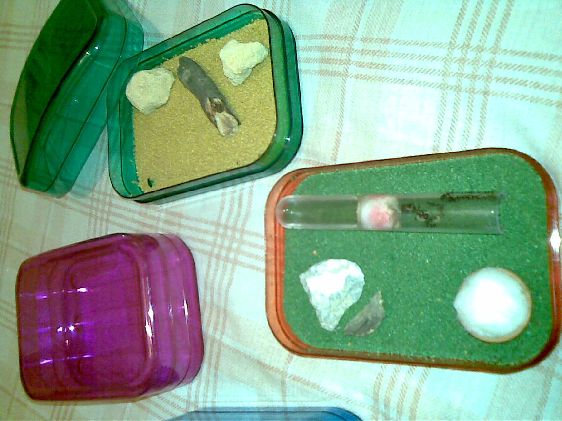 minicolonias o reinas2