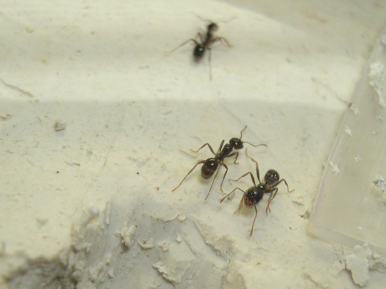 Messor barbarus