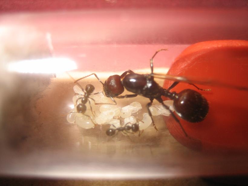 reina messor barbarus