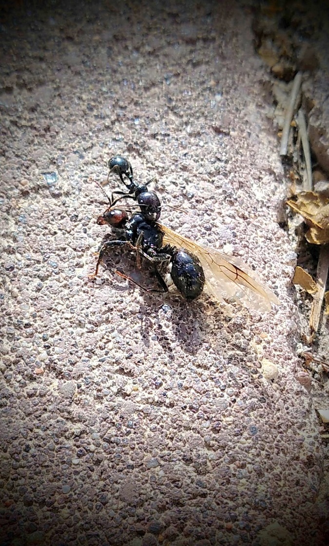 princesa muerta llevada