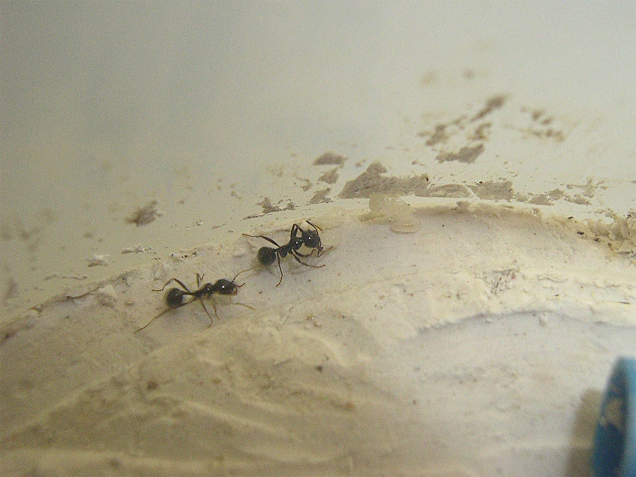 Messor barbarus