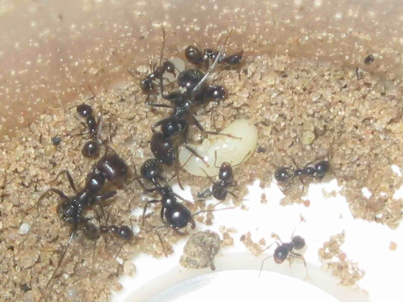 obreras messor barbarus
