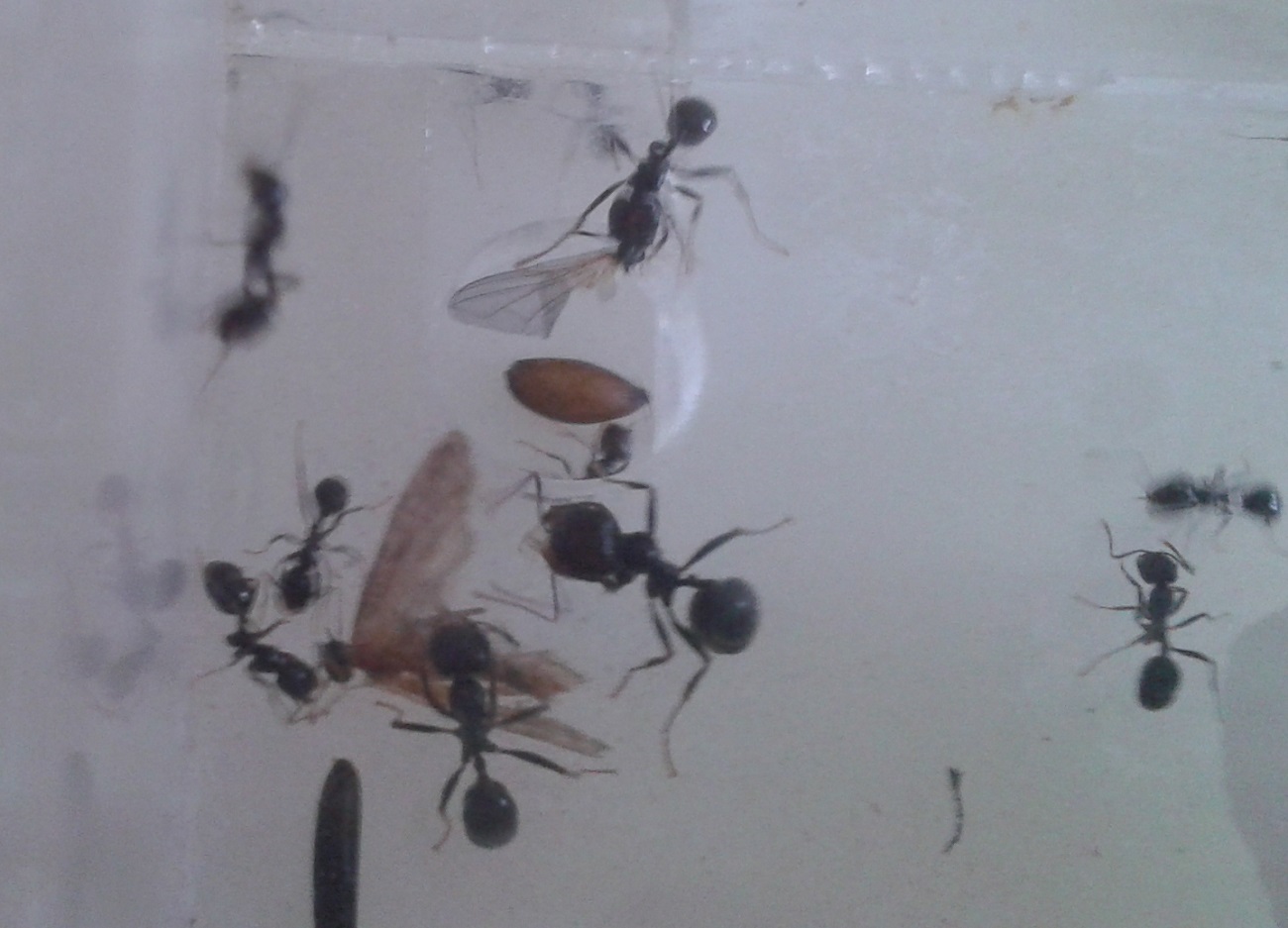 messor barbarus comiendo