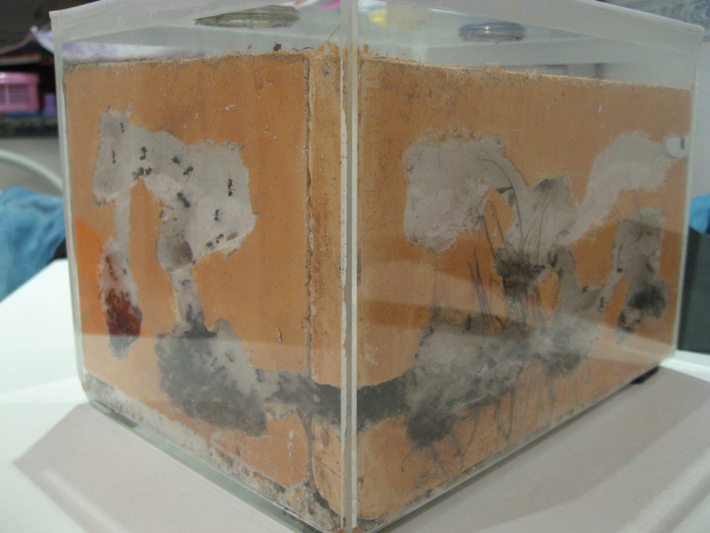 Cosa rara II