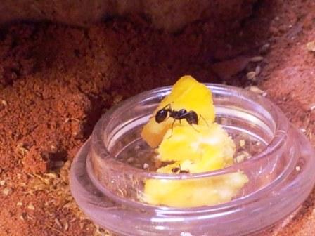 Messor Barbarus