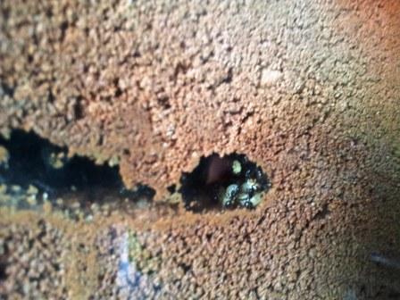 Messor Barbarus