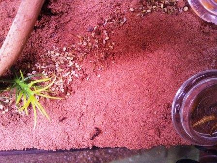 Messor Barbarus