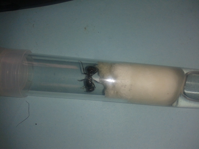 Messor Barbarus