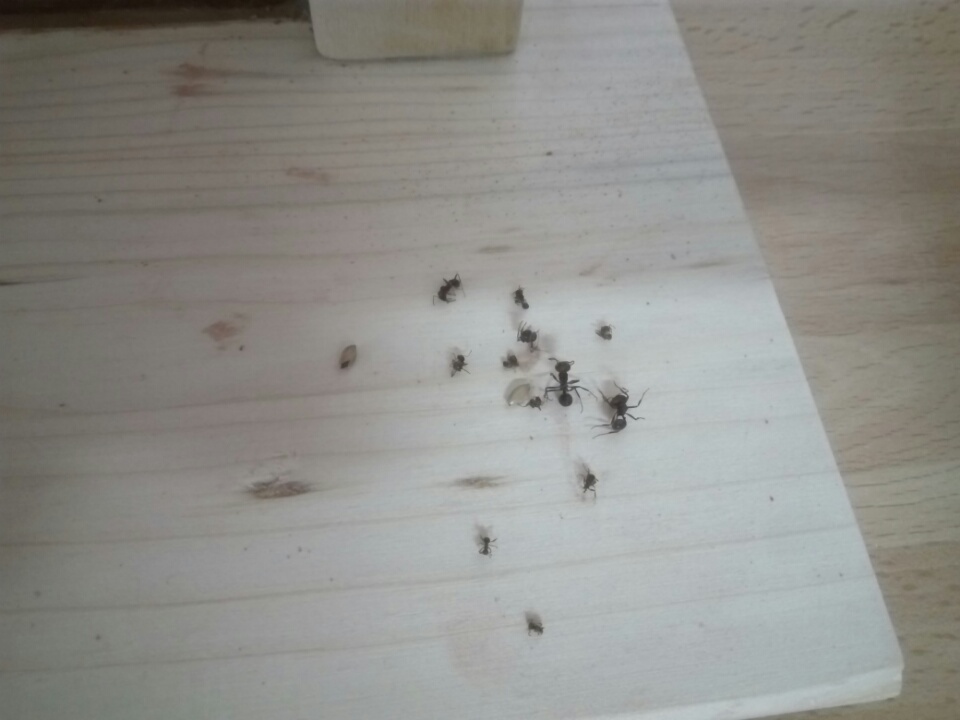 Messor barbarus