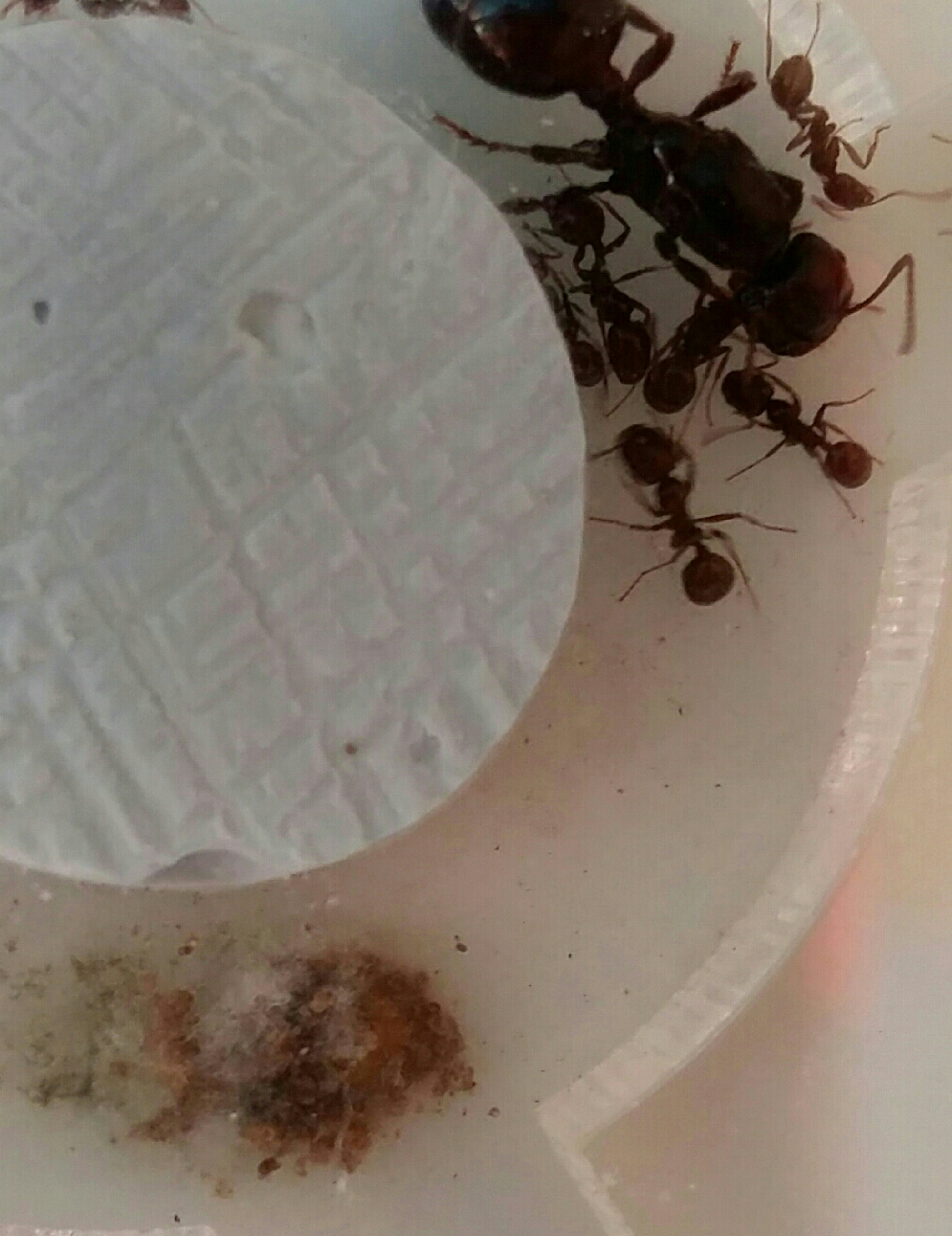 Hongo en colonia messor barbarus