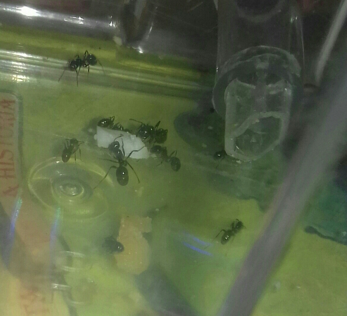 Diario Messor Barbarus