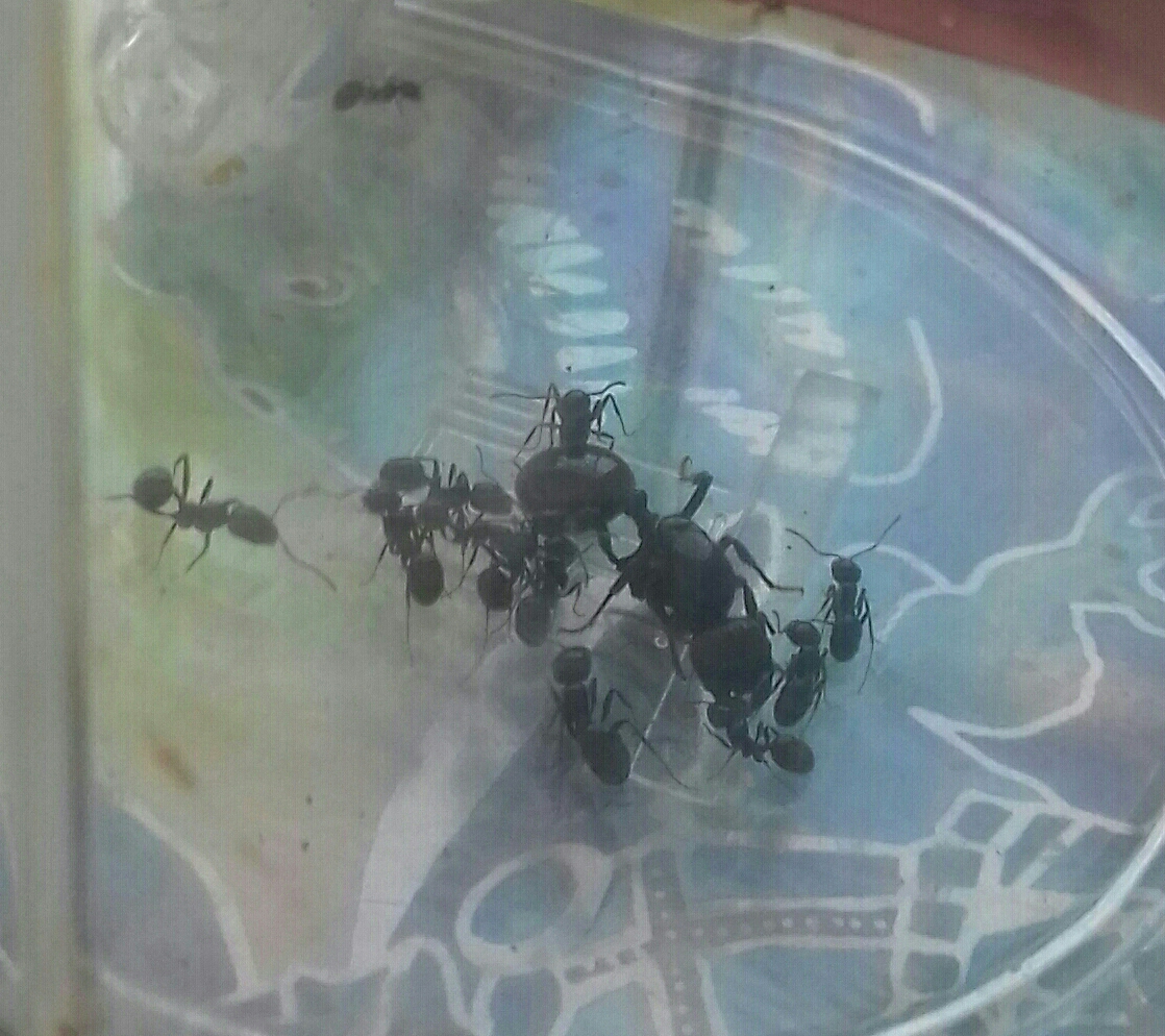 Diario Messor Barbarus