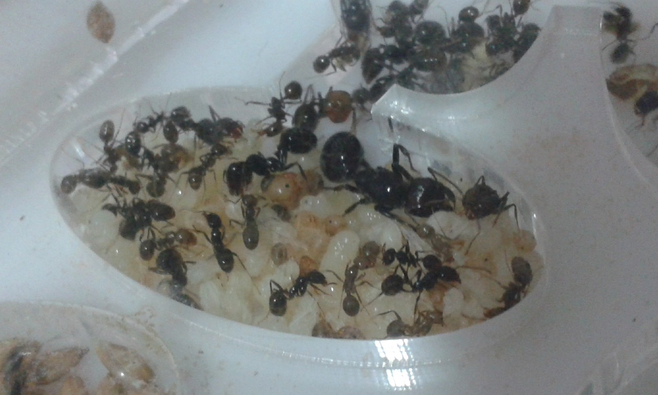 reina messor barbarus con otras hormigas, larvas y pupas