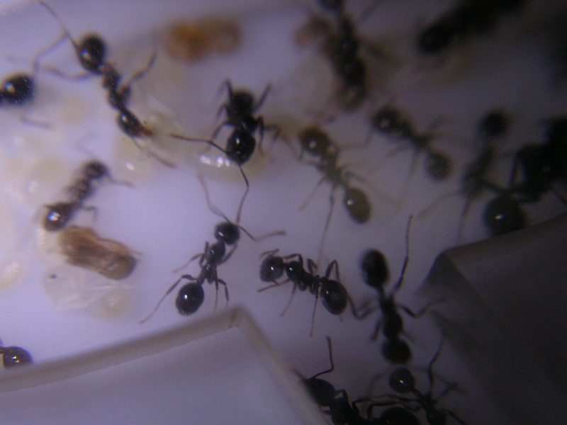 Reina Messor Barbarus