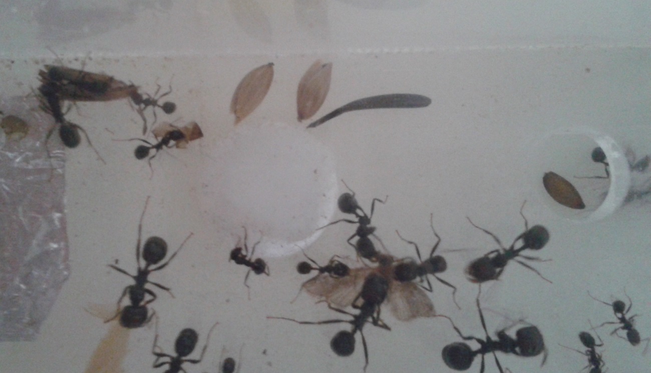 messor barbarus comiendo