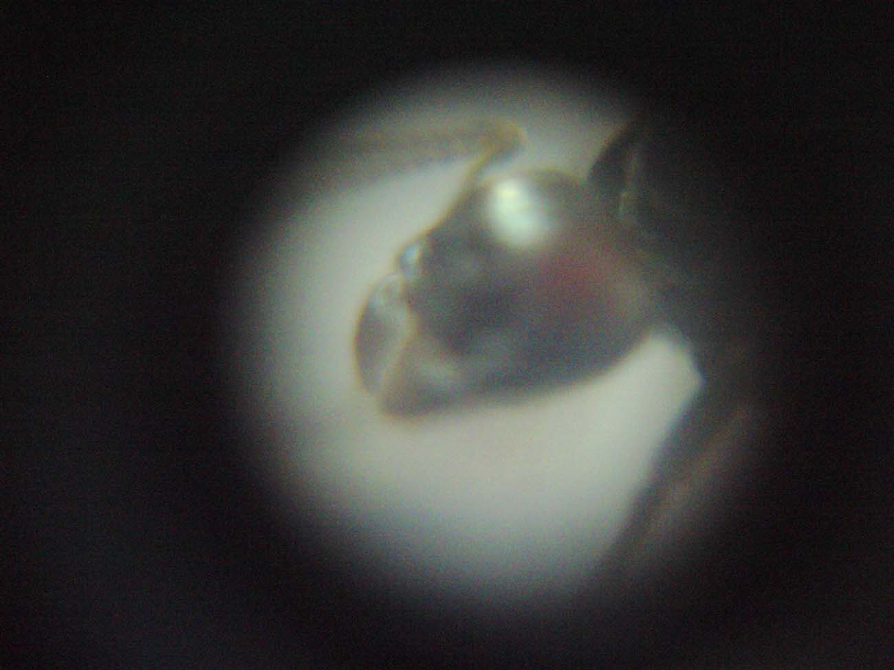 R. messor barbarus ocular telescopio 2