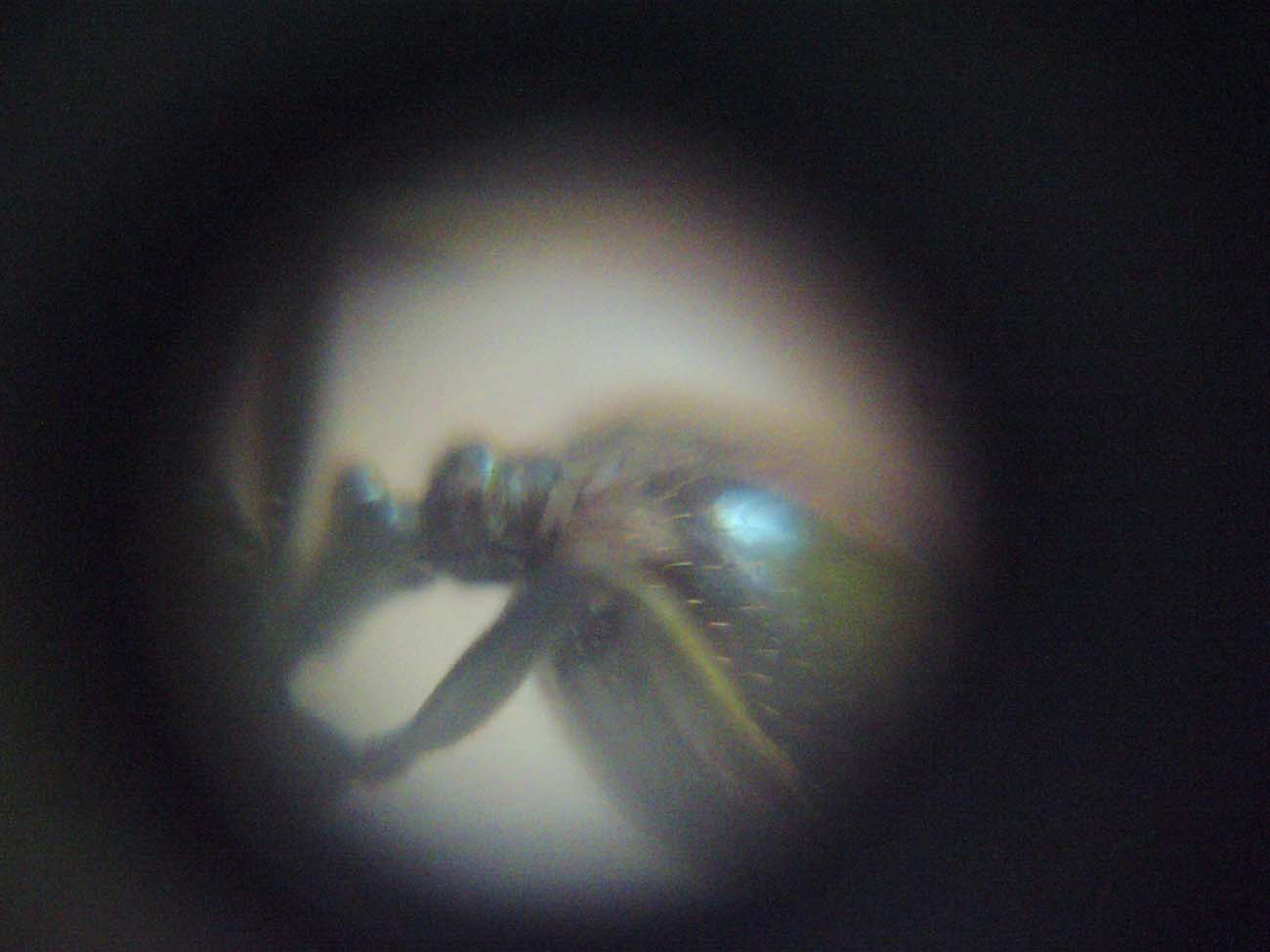 R. messor barbarus ocular telescopio 3