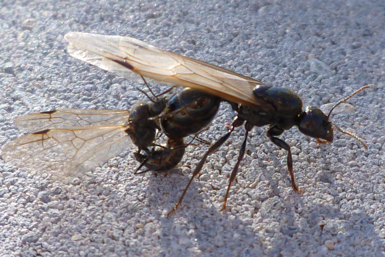 Momento de la Copula de Messor barbarus