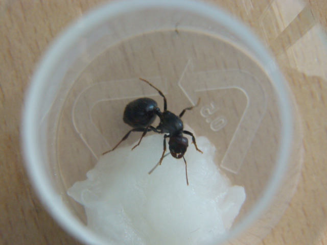 reina M.barbarus 2