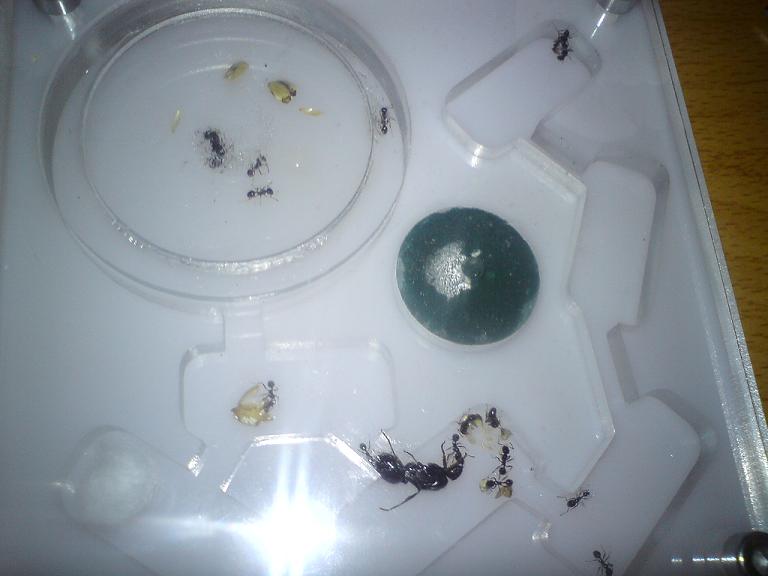 messor barbarus cacho