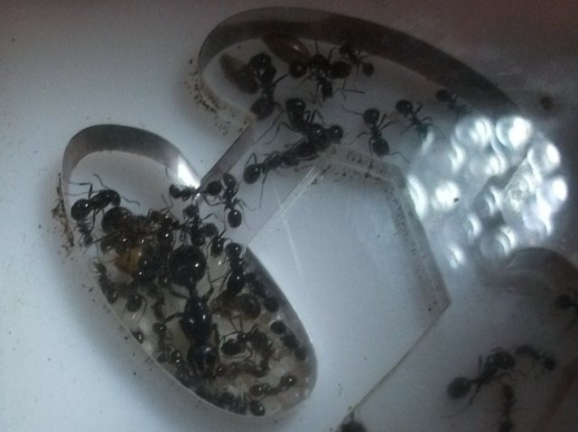 messor barbarus
