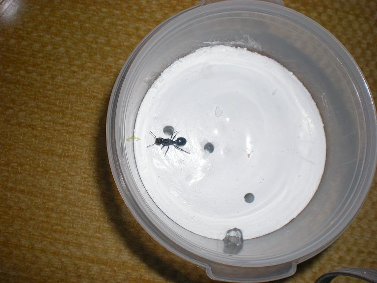 Supuesta reina de Messor barbarus recien capturada