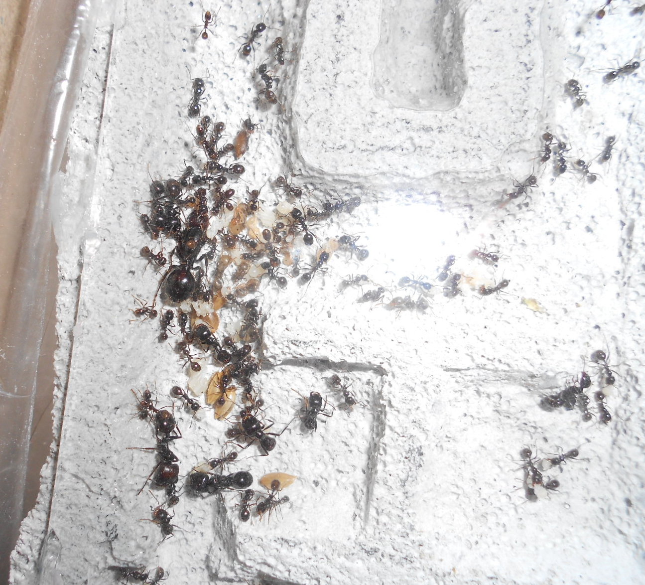 M.barbarus en ytong
