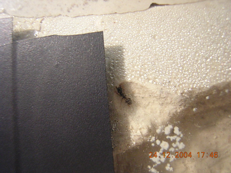 messor barbarus cavando el tunel