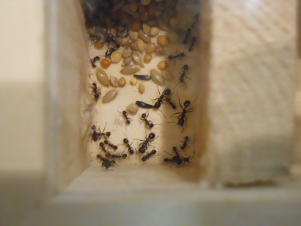 Messor Barbarus en la cajita de los chinos