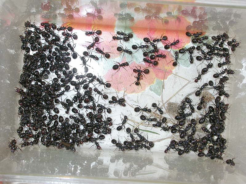messor barbarus, Mijas 07-10-03
