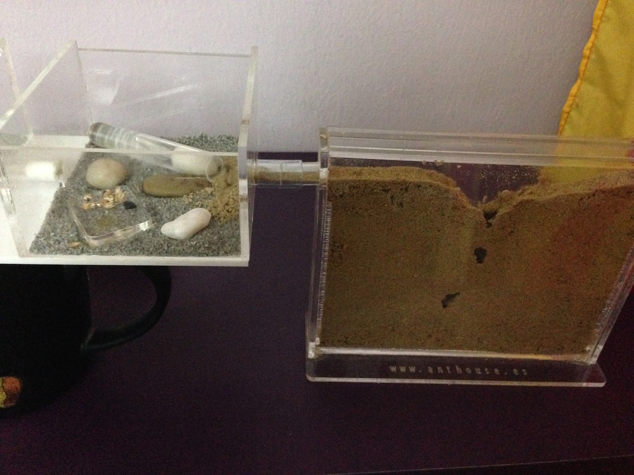 Hormiguero messor Barbarus Anthouse