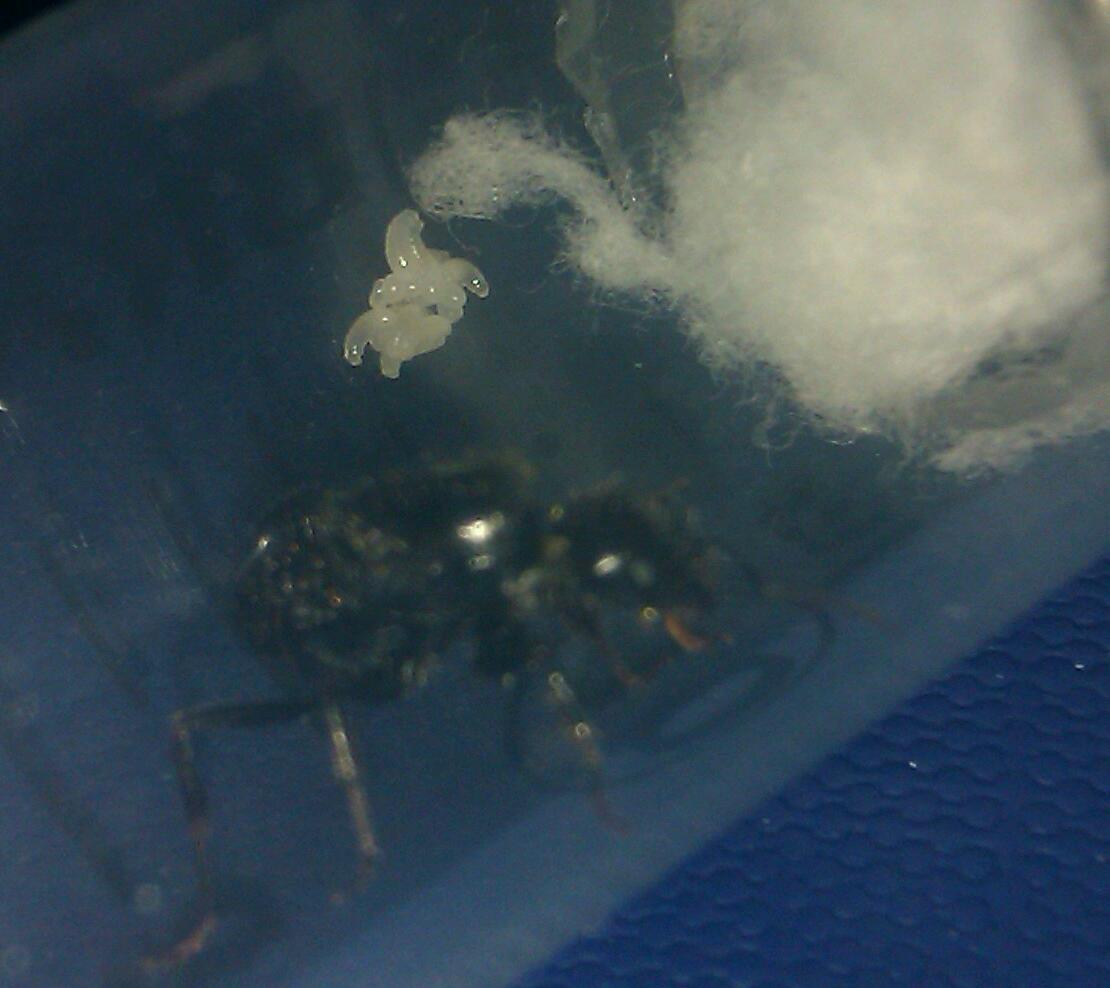 reina messor barbarus numero 6. marzo 2012