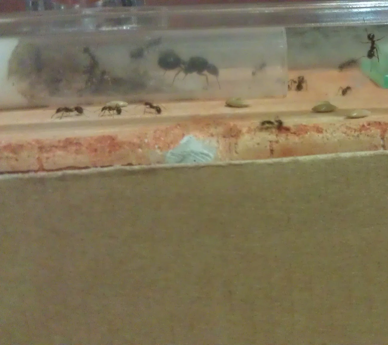 Mis messor barbarus