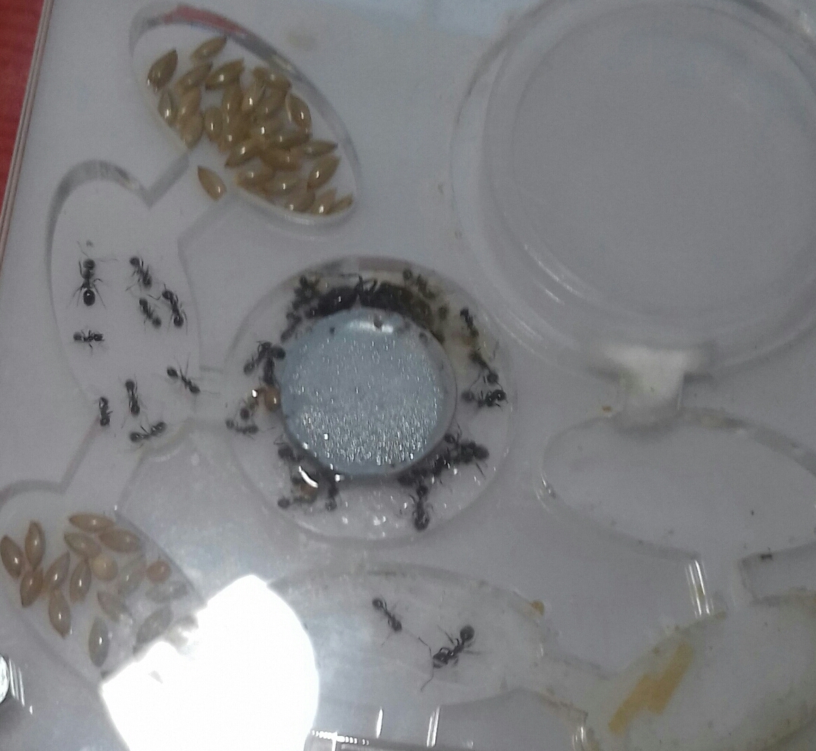Diario Messor Barbarus