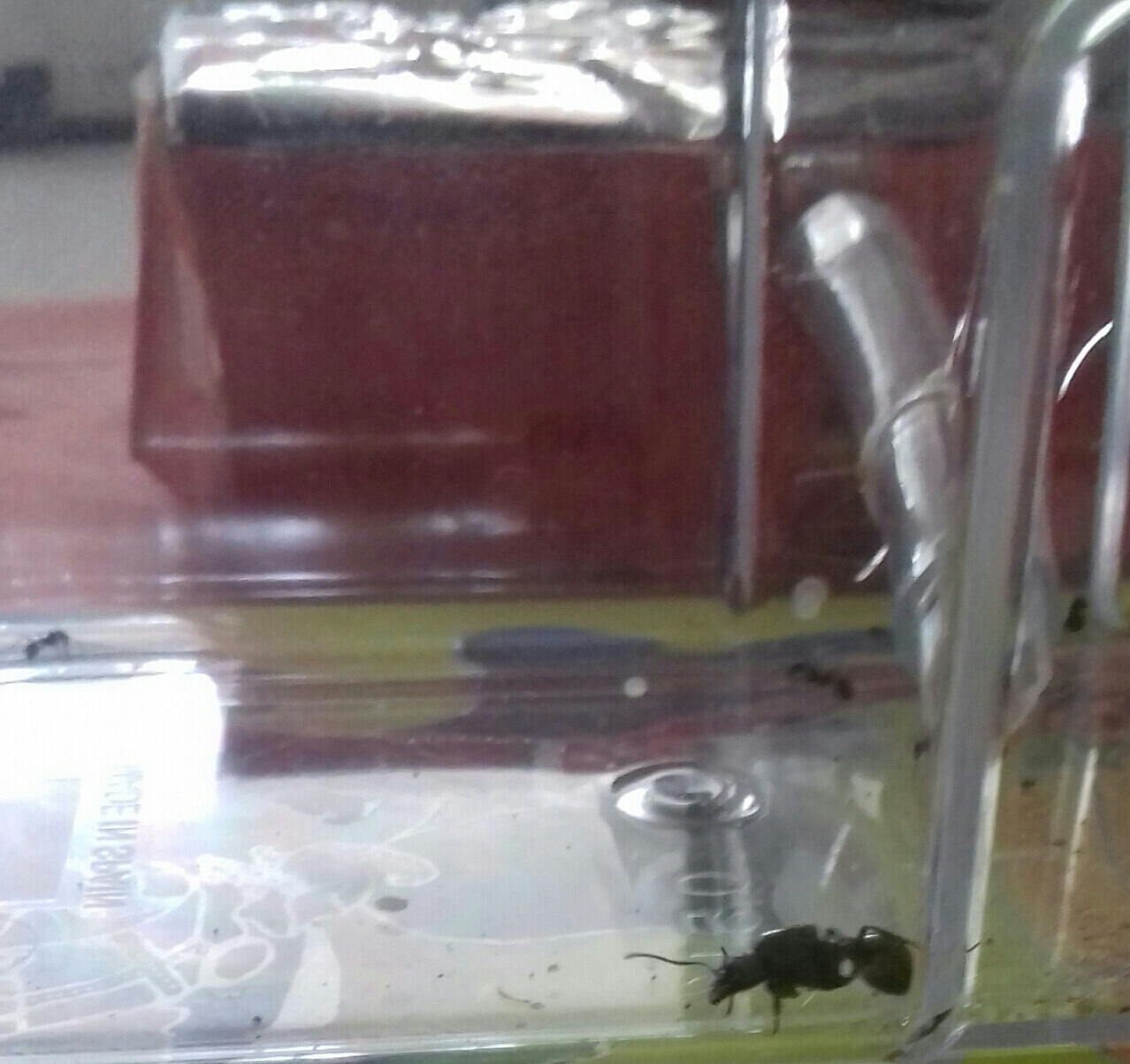 Diario Messor Barbarus