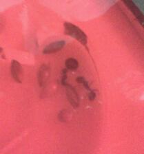 semillas con hormigas