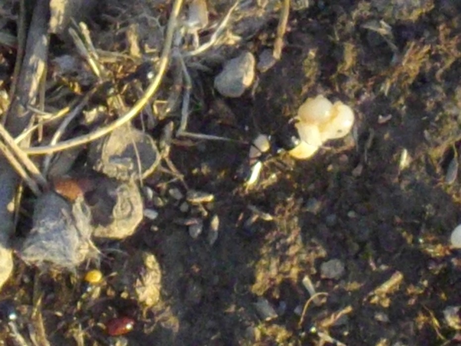 Obrera, pupa y lepisma