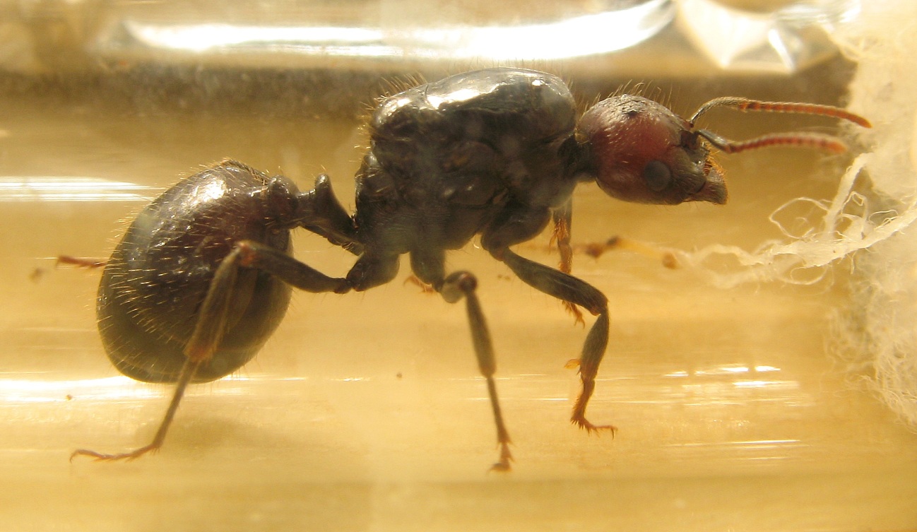 Reina Messor barbarus
