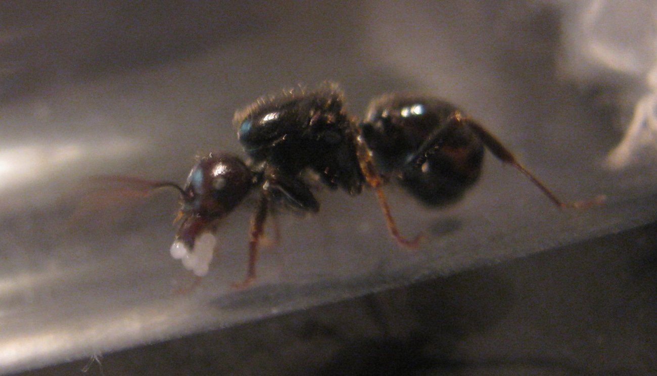 Messor barbarus huevos mand�bula